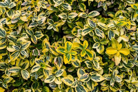 part shade evergreen shrubs