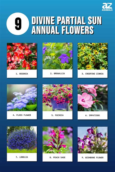 part sun annuals
