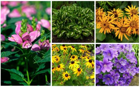 part sun perennials