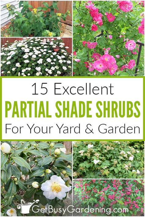 partial shade bushes