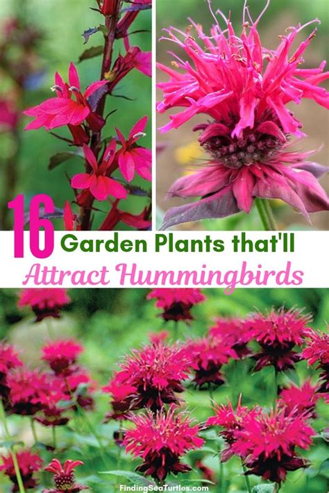 partial shade hummingbird plants