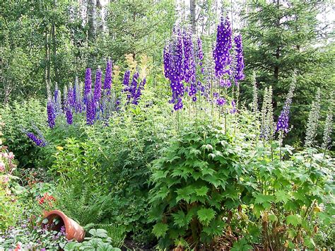 partial shade perennials