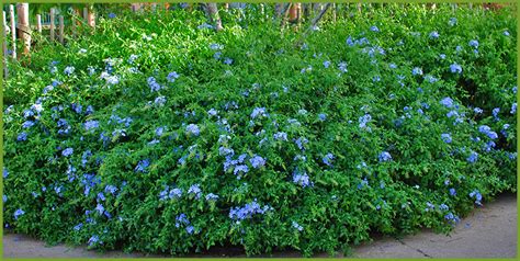 partial sun evergreen shrubs