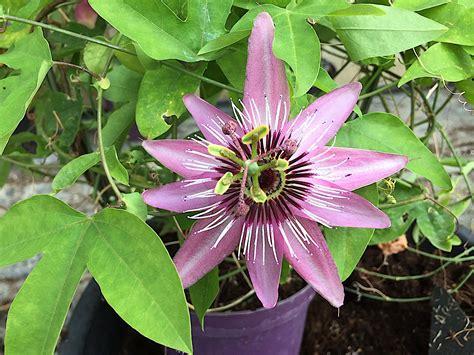passiflora caerulea victoria