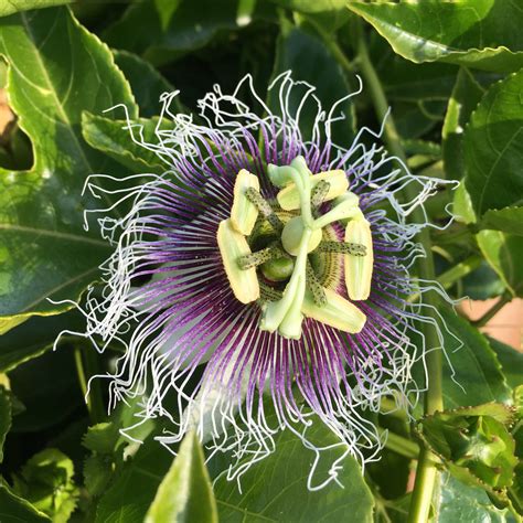 passiflora edulis frederick