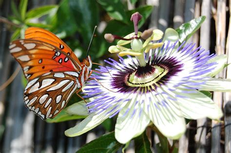 passion flower butterfly