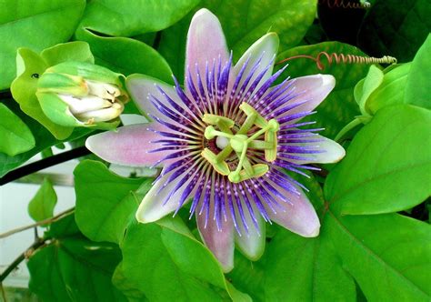 passion flower companion plants