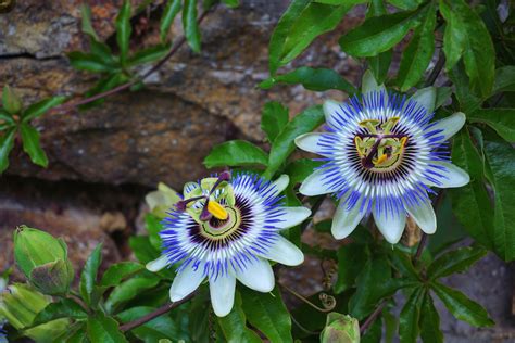 passion flower creeper