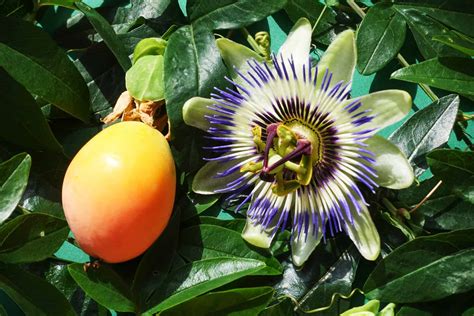 passion flower fruit poisonous