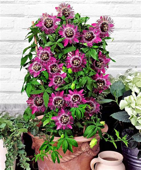 passion flower in pots