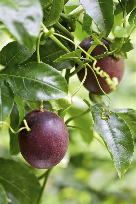 Companion Planting for Passion Fruits: Tips and Tricks