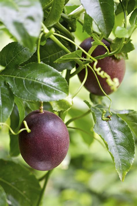 passion fruit companion planting