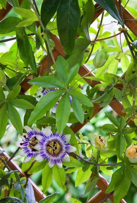 Passion Vine Trellis: A Guide to Growing and Caring for Your Plants