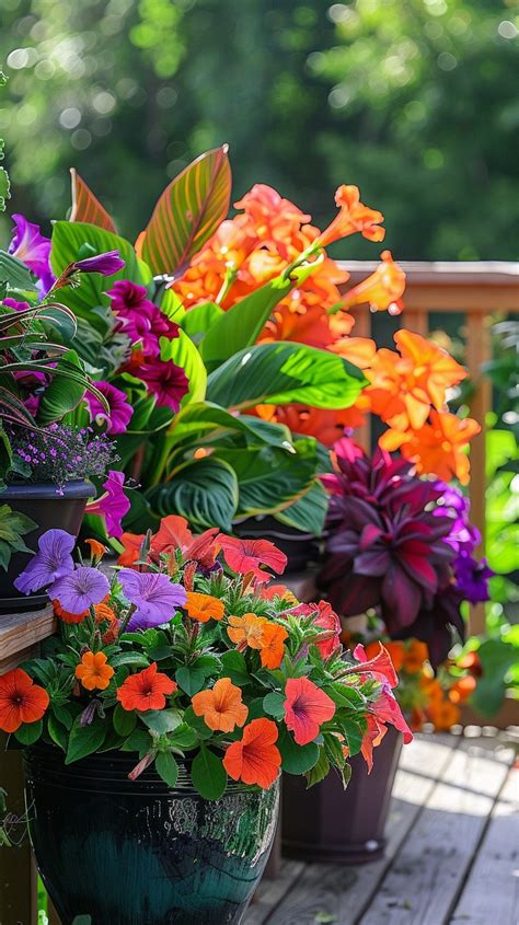 patio plants full sun