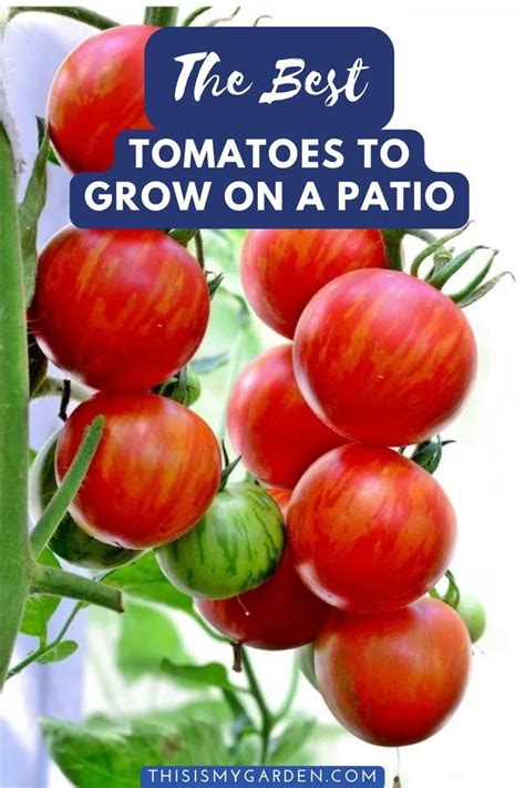 patio tomato growing tips