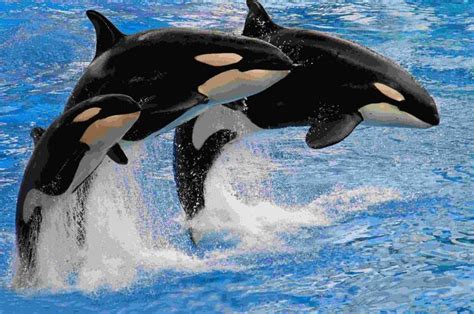 Paus Orca