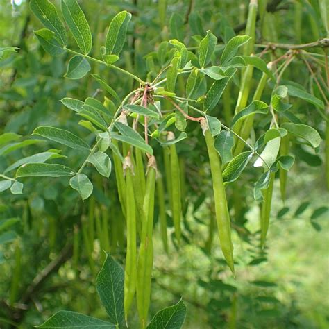 pea tree information