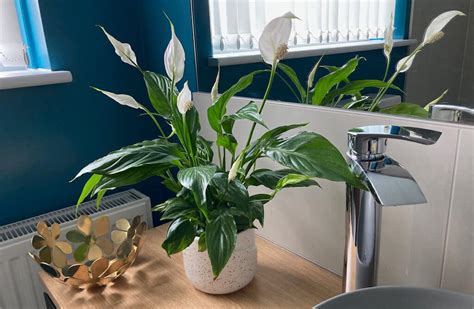 peace lily bathroom