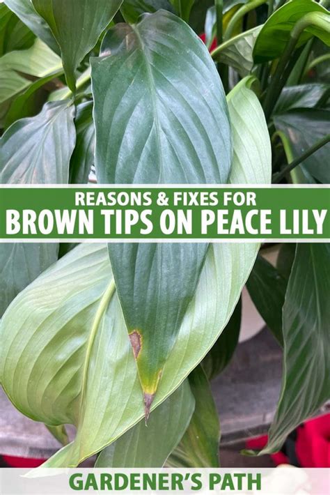peace lily leaf tips brown