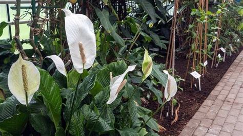 peace lily outdoor