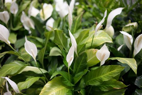 peace lily sun