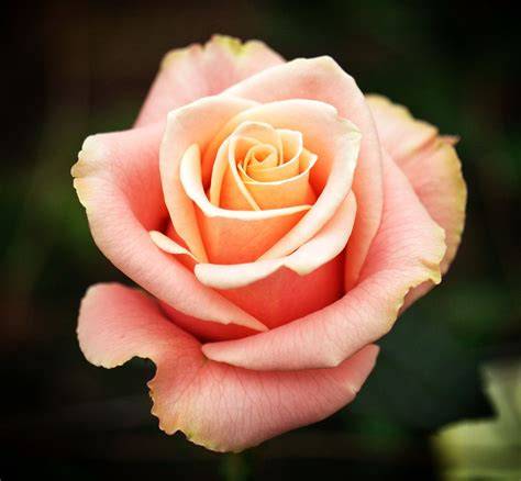 peach colored roses