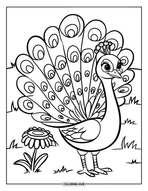 peacock coloring pages