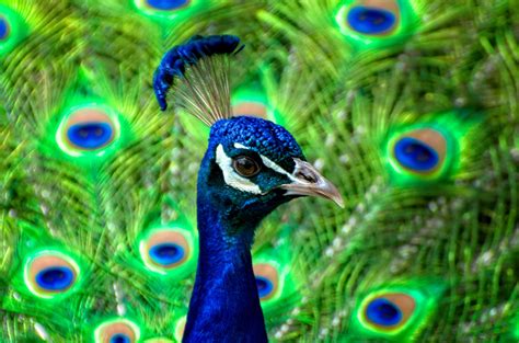 Peacock Colors Coloring Wallpapers Download Free Images Wallpaper [coloring436.blogspot.com]