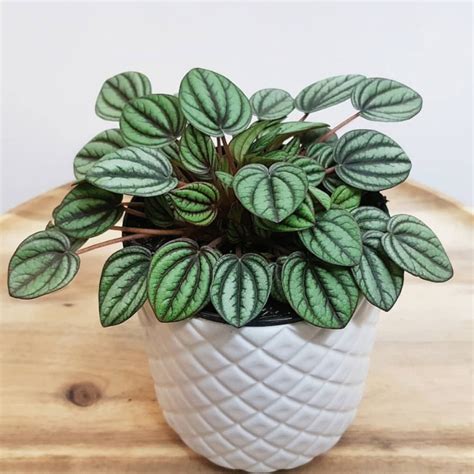 peacock peperomia