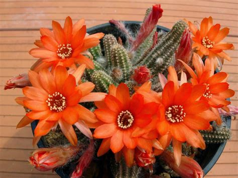 peanut cactus flower