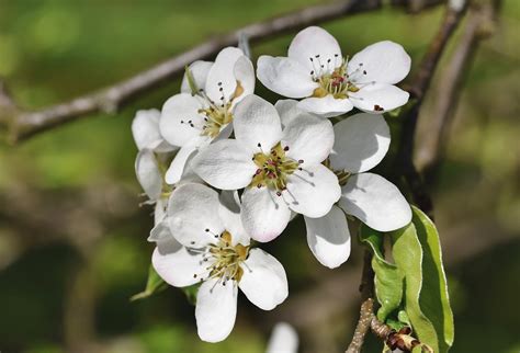 pear tree in blossom