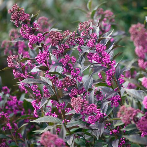 pearl glam beautyberry companion plants