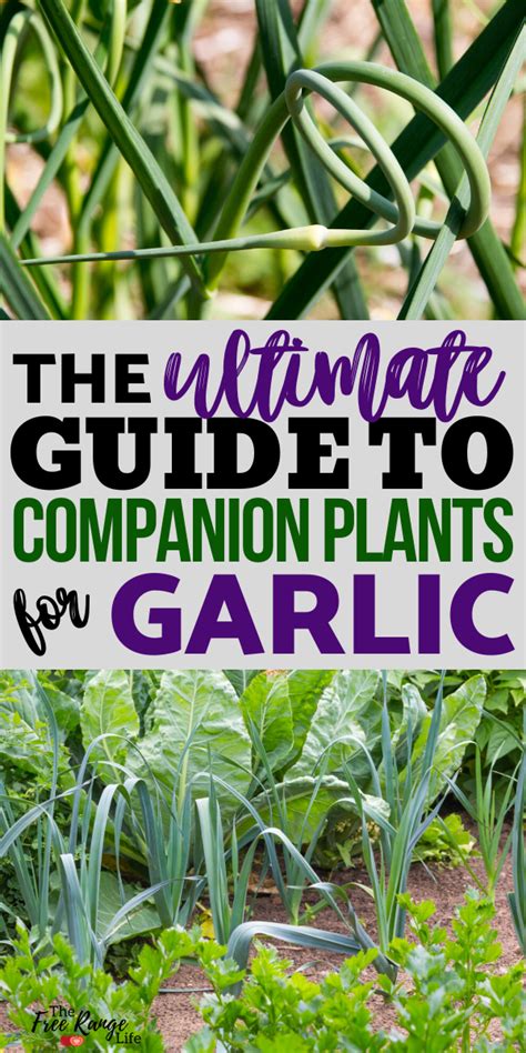 peas and garlic companion planting