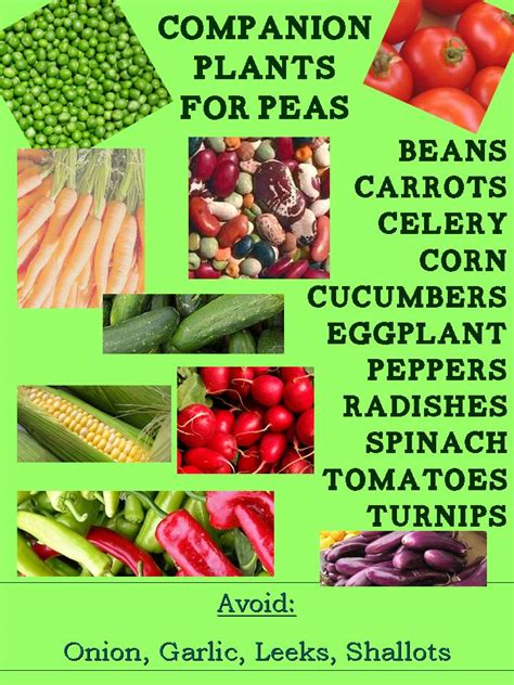 peas companion plants