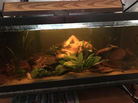 Peat Moss in Fish Tank
