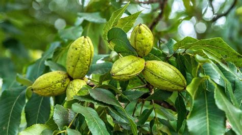 pecan tree
