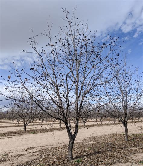 pecan tree in winter