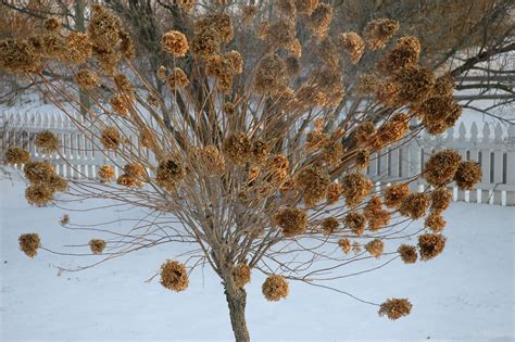 pee gee hydrangea winter
