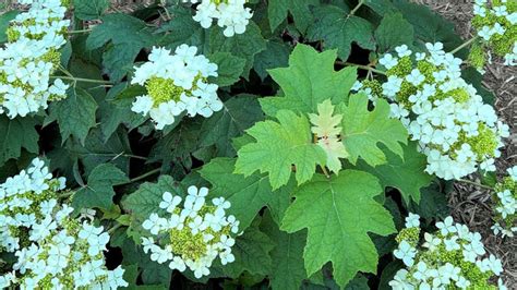 pee wee hydrangea pruning