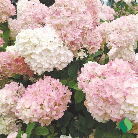 peegee pink hydrangea