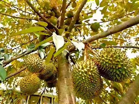 pemangkasan pohon durian