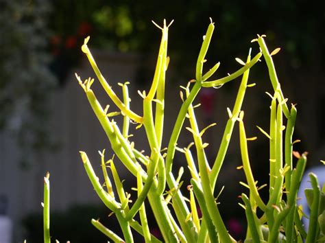 pencil cactus care
