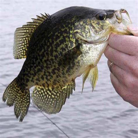 Pennsylvania Lake Fish Species