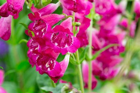 penstemon geoff hamilton