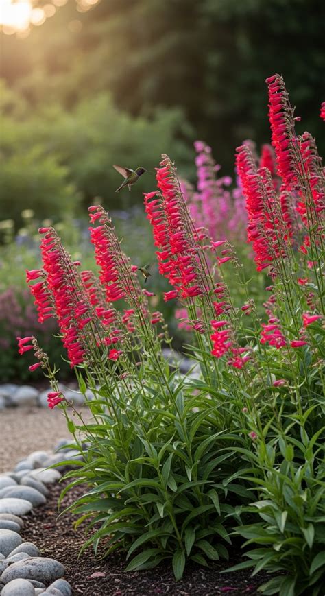 penstemon hummingbird magnet
