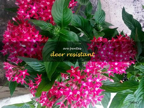 pentas deer resistant