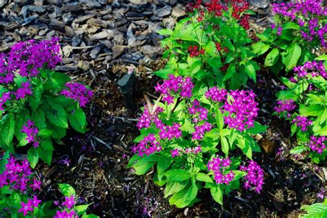 pentas purple