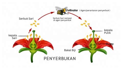 penyerbukan