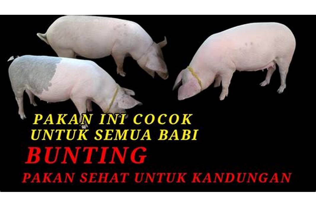 penyimpanan pakan babi bunting indonesia