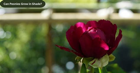 peonies and shade